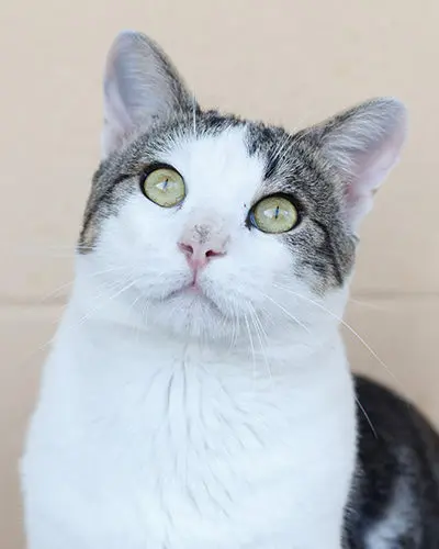 Foto gato blanco