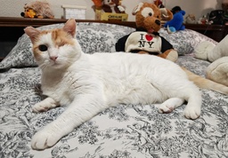 ANGELITO