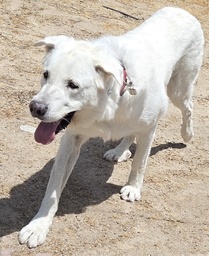 CASPER