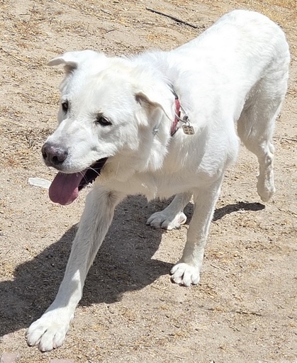 CASPER