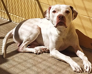 MALTEADO - Imagen 9