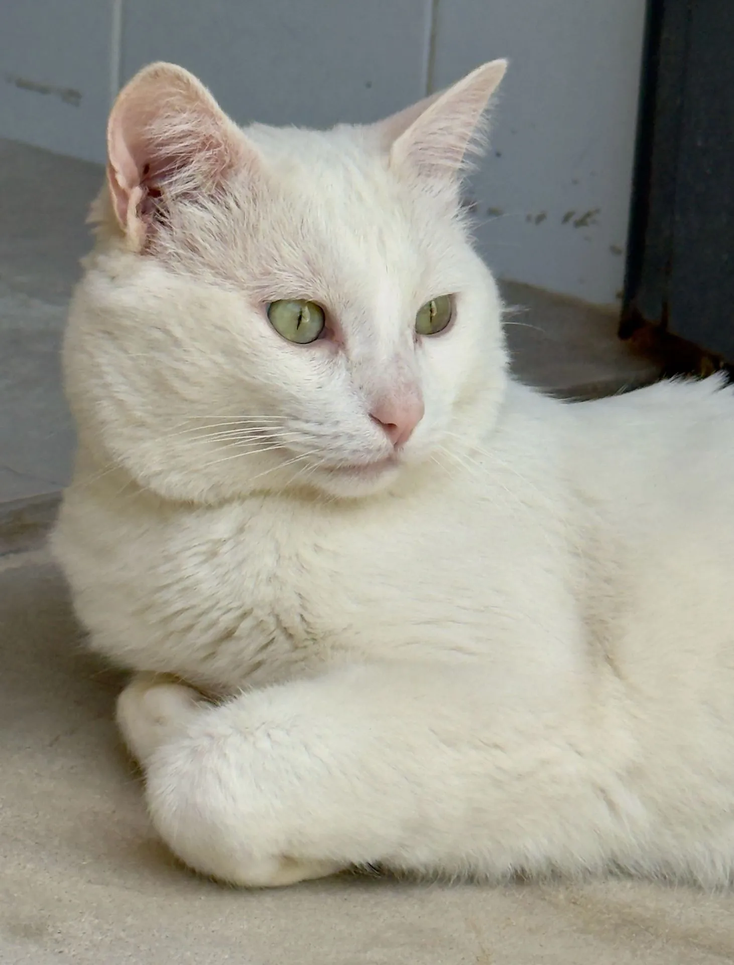 CAUCHO - Imagen 4