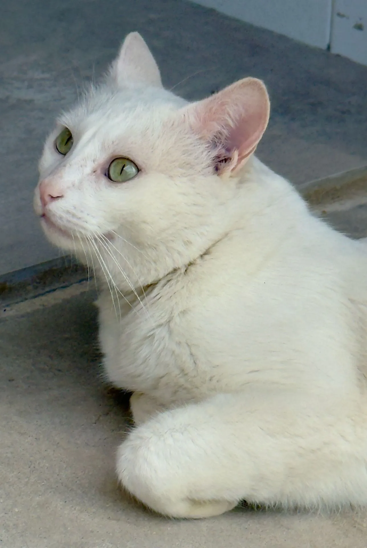 CAUCHO - Imagen 1