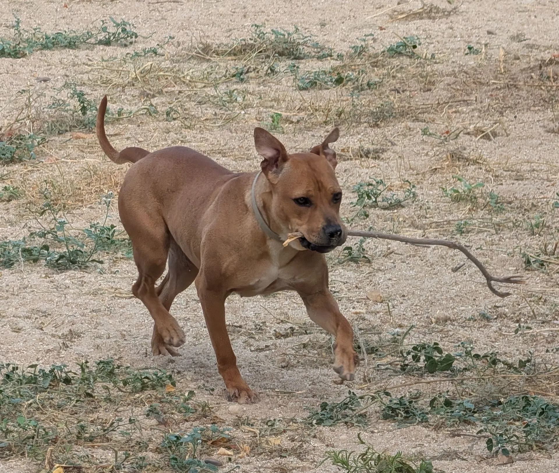 COVA - Imagen 11