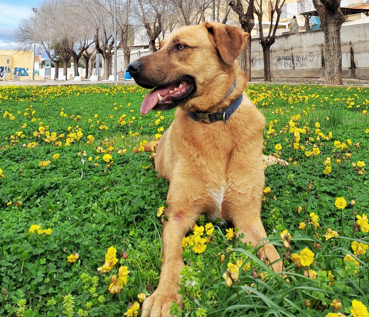 CHIQUITO - Imagen 4