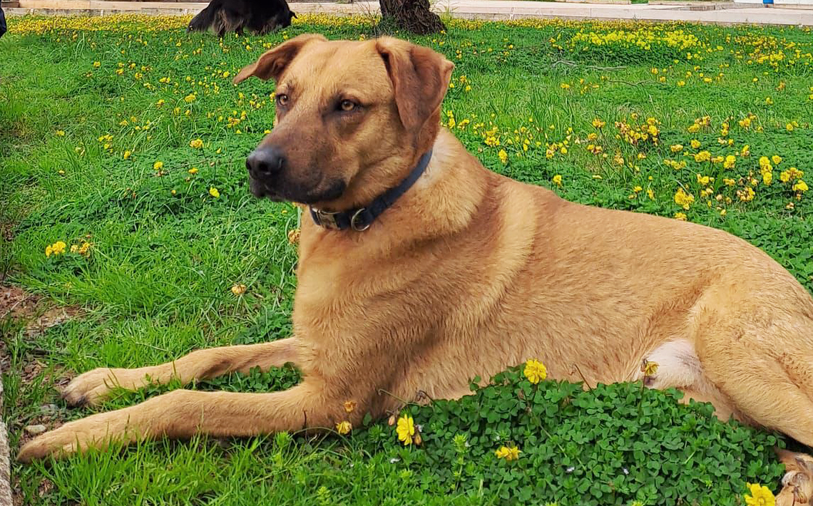 CHIQUITO - Imagen 5