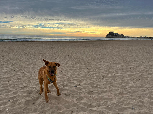 CHIQUITO - Imagen 6