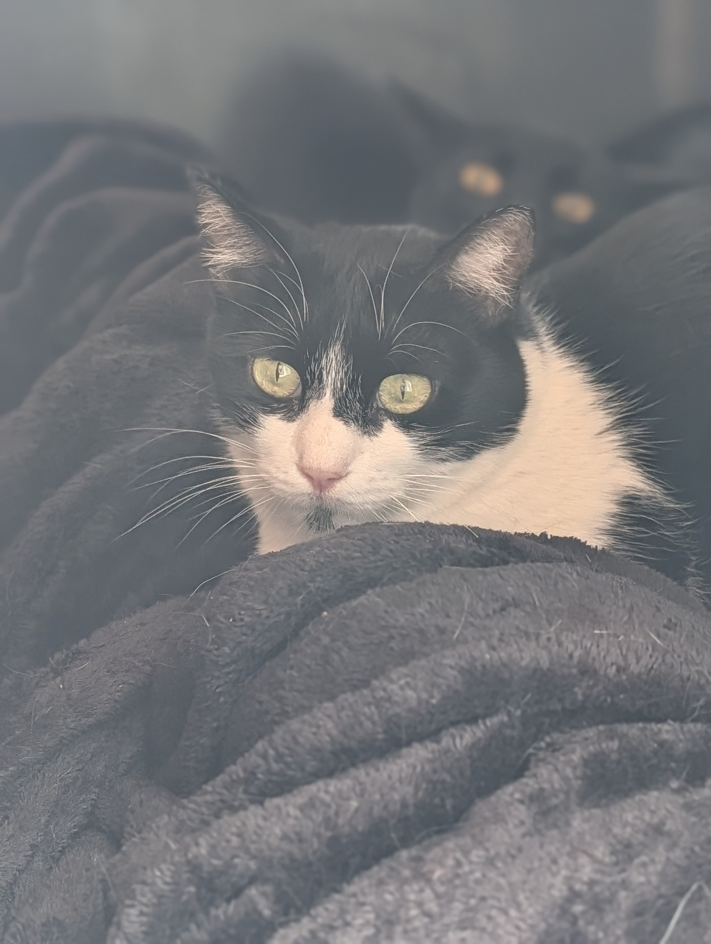 WANDA FELINAE - Imagen 5