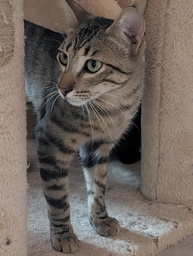 SIRO - Foto 