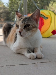 GWEN - Foto 