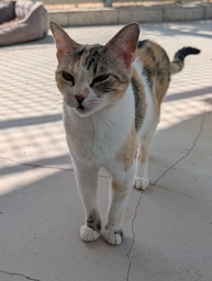 GWEN - Foto 