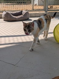 GWEN - Foto 