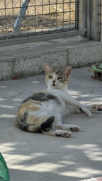 GWEN - Foto 