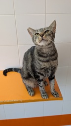 TOIRA - Foto 
