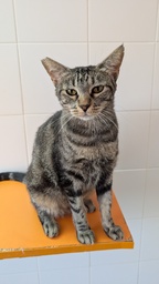 TOIRA - Foto 