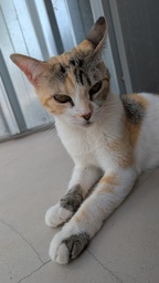 GWEN - Foto 