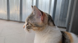 GWEN - Foto 