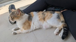 GWEN - Foto 