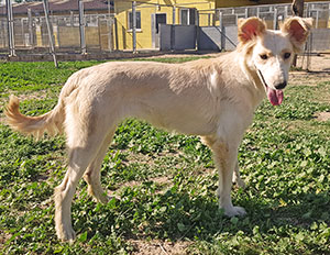 CASLISTA ZAOREJAS - Imagen 7