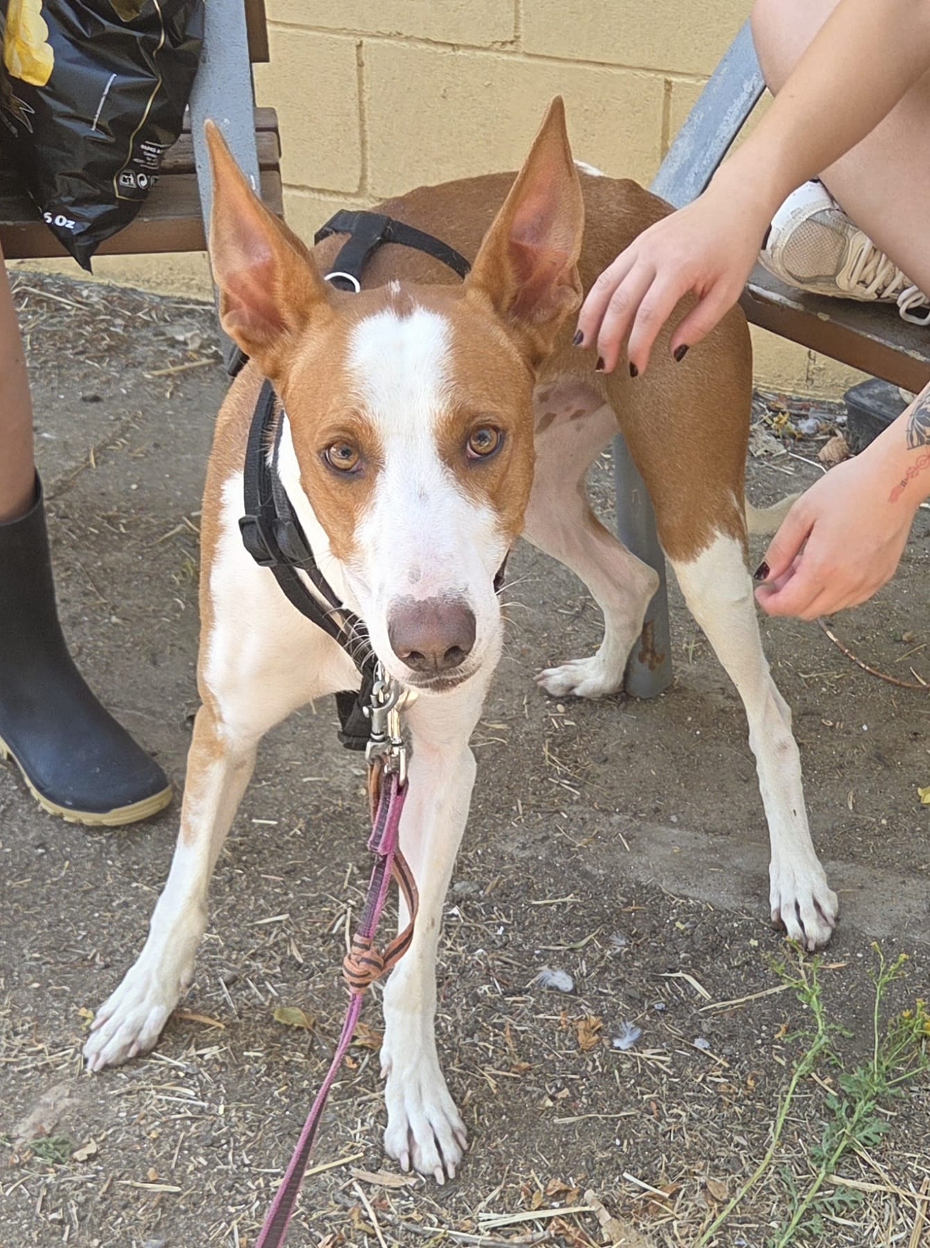 SCOOBY BIMBA - Imagen 10