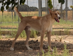 BAMBI BIMBA - B26.213