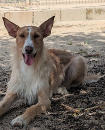BAMBI BIMBA - B26.213