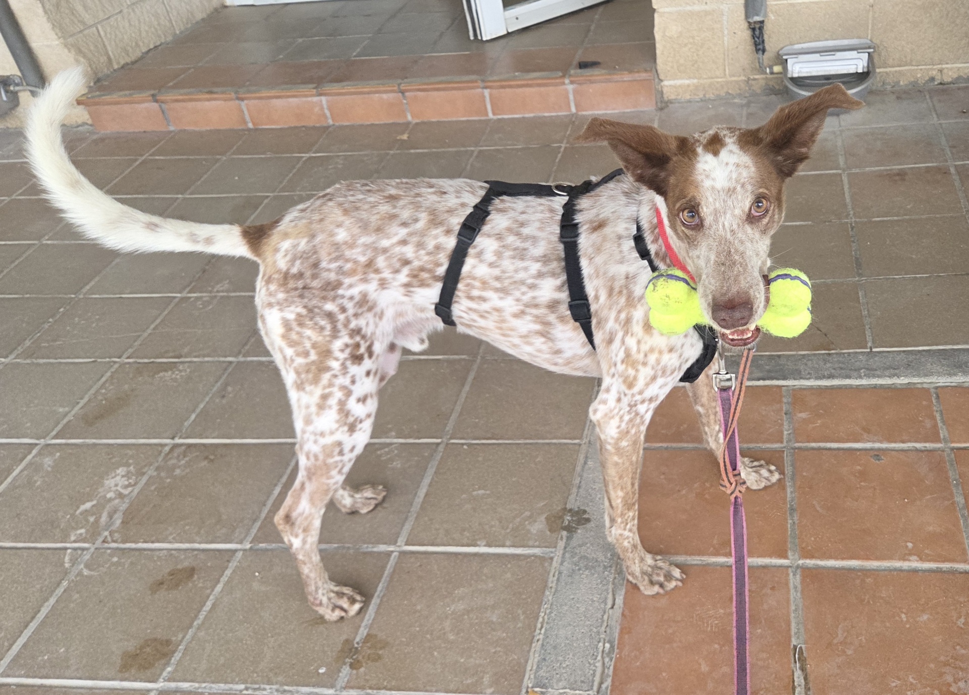 ROCKY BIMBA - Imagen 9