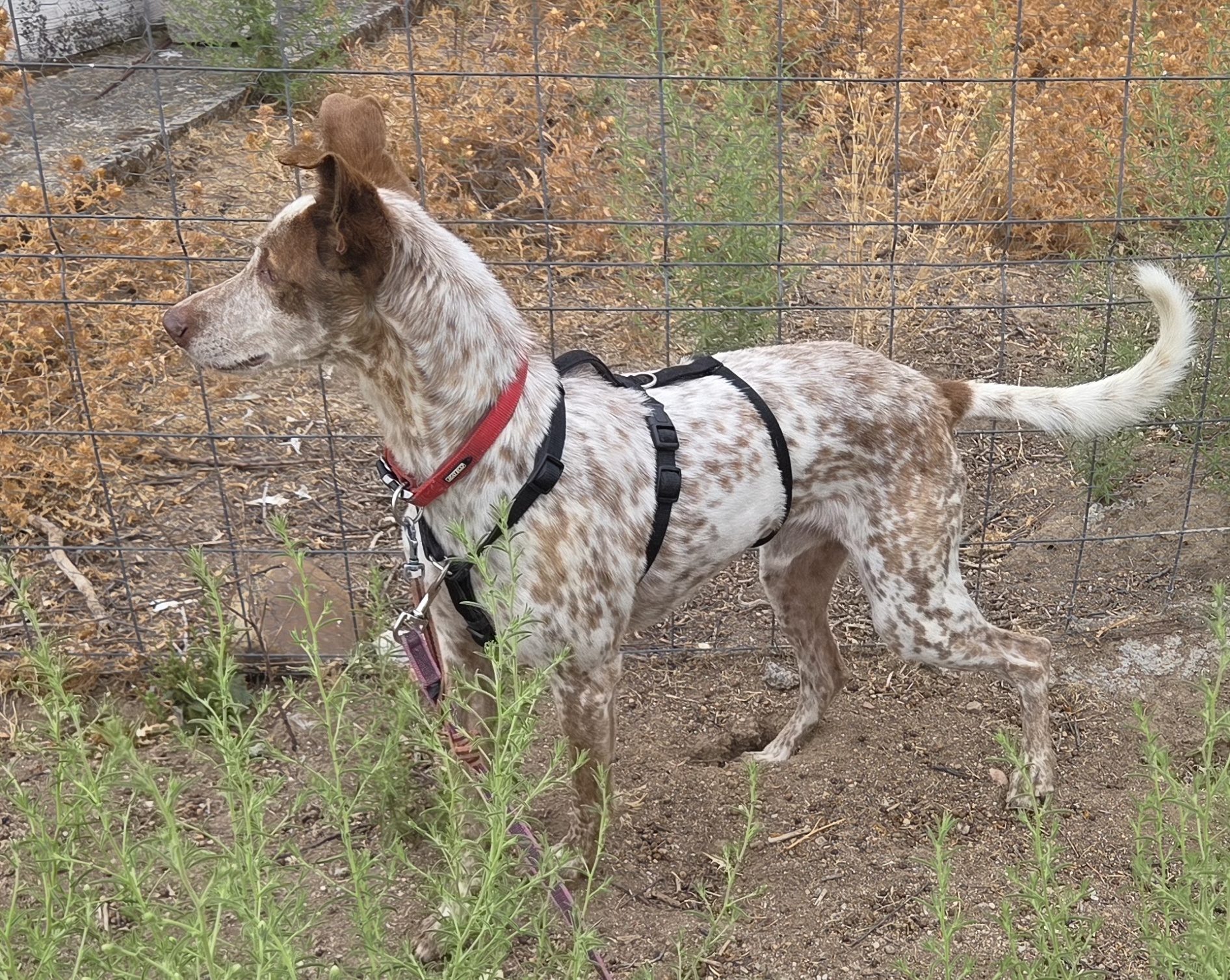 ROCKY BIMBA - Imagen 7