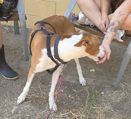SCOOBY BIMBA - B26.214