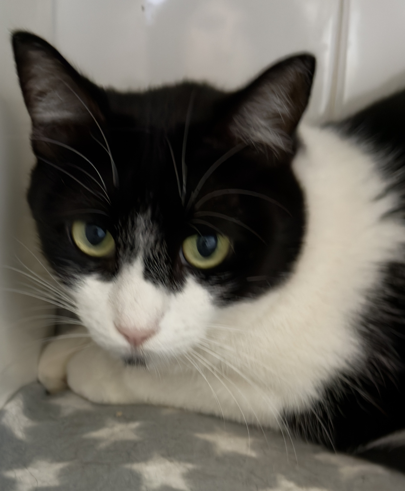 WANDA FELINAE - Imagen 3