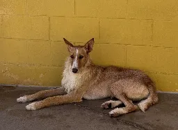 BAMBI BIMBA B26.213 2026-08-29 Original 0 (1).webp