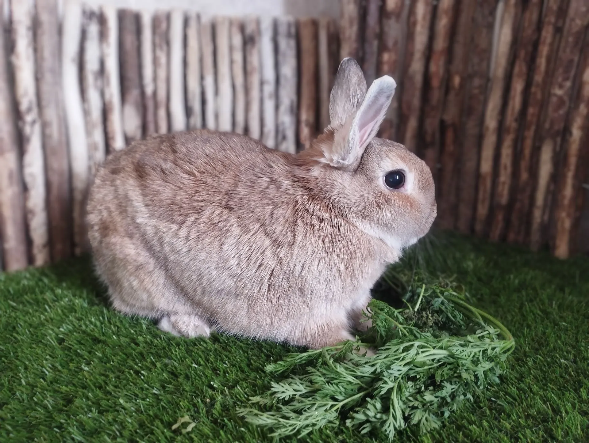 TAMBOR - Imagen 2