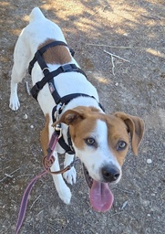 FER BIMBA - B26.217