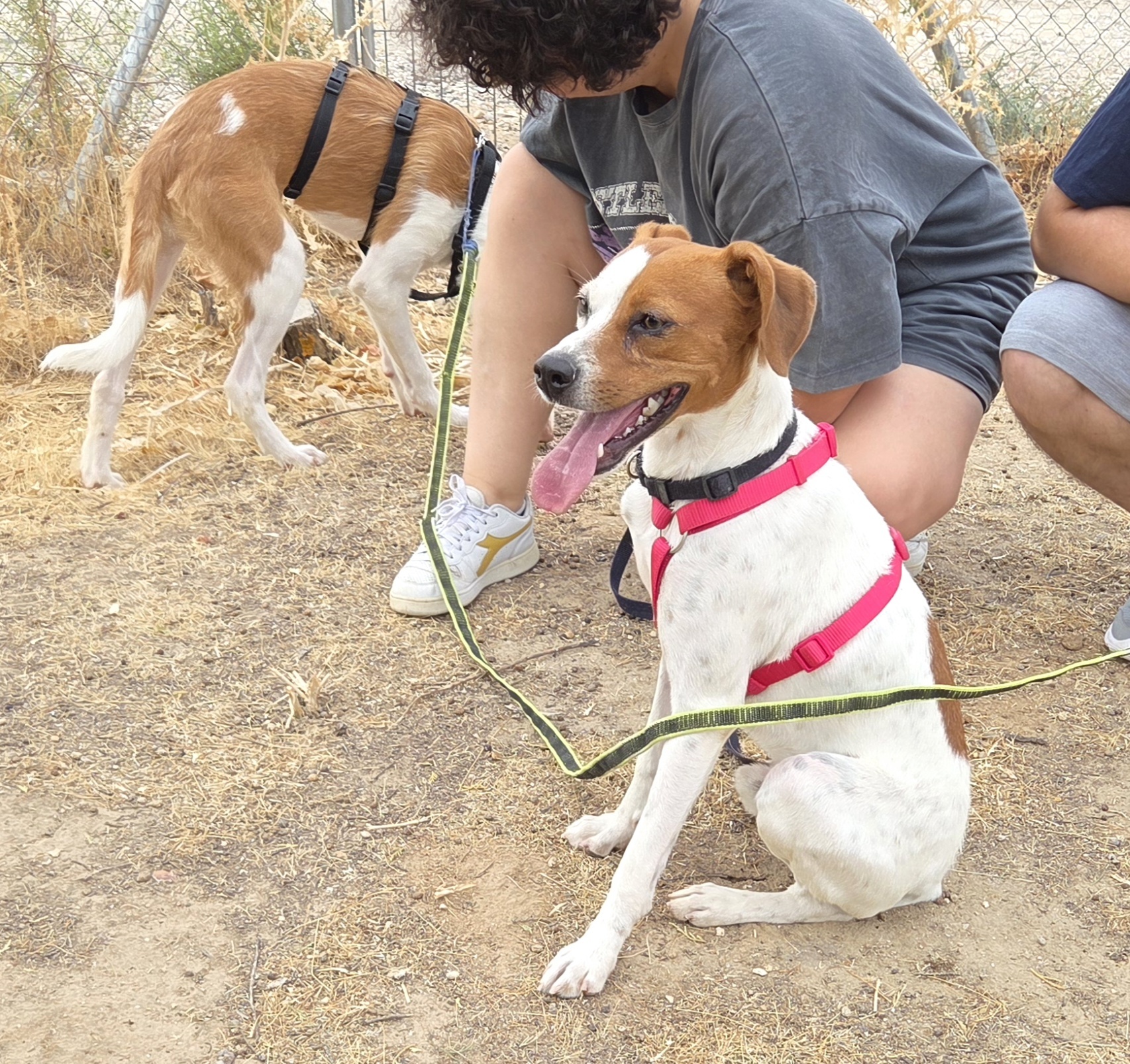 FER BIMBA - Imagen 1