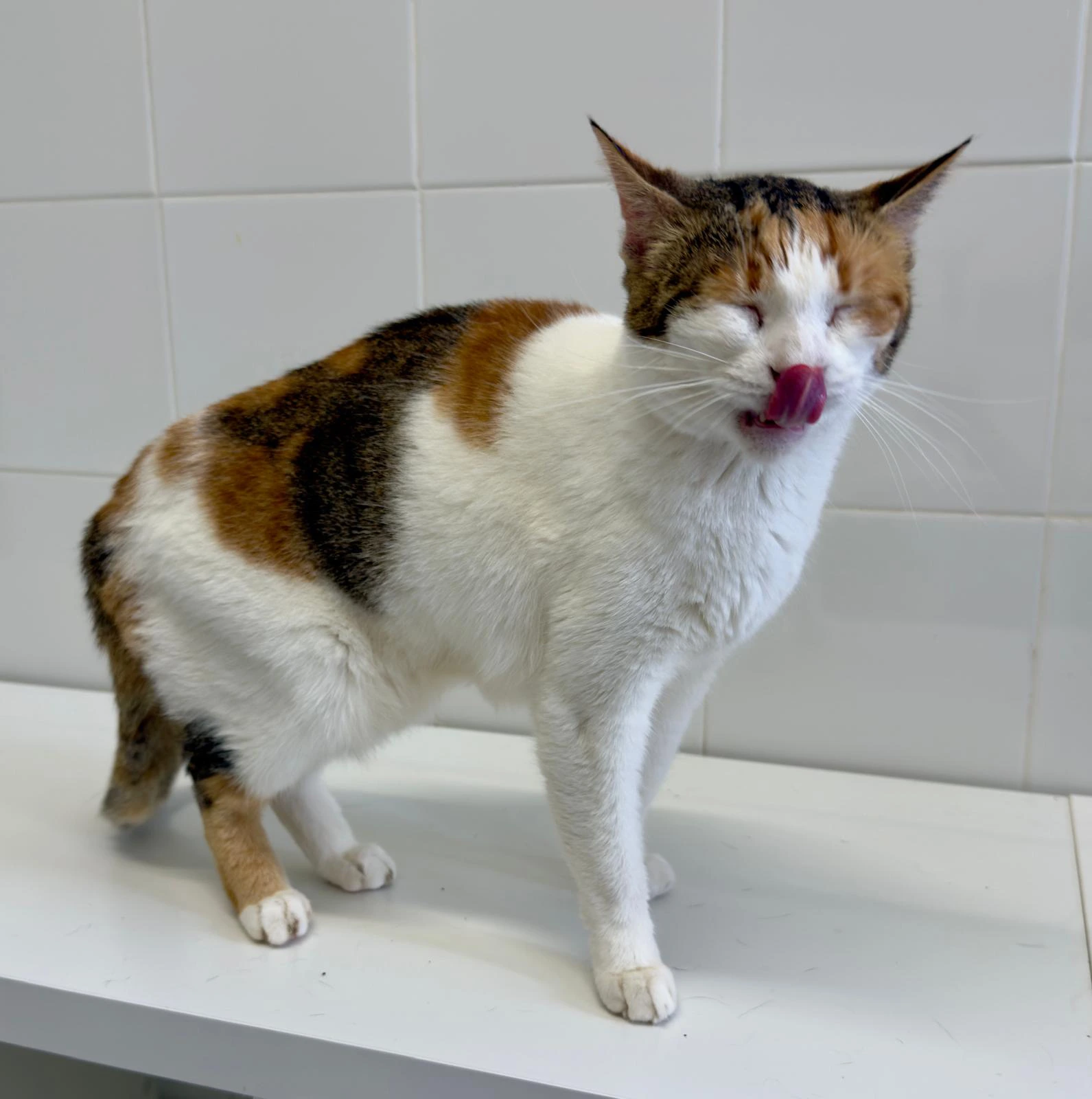 BELL FELINAE - Imagen 3