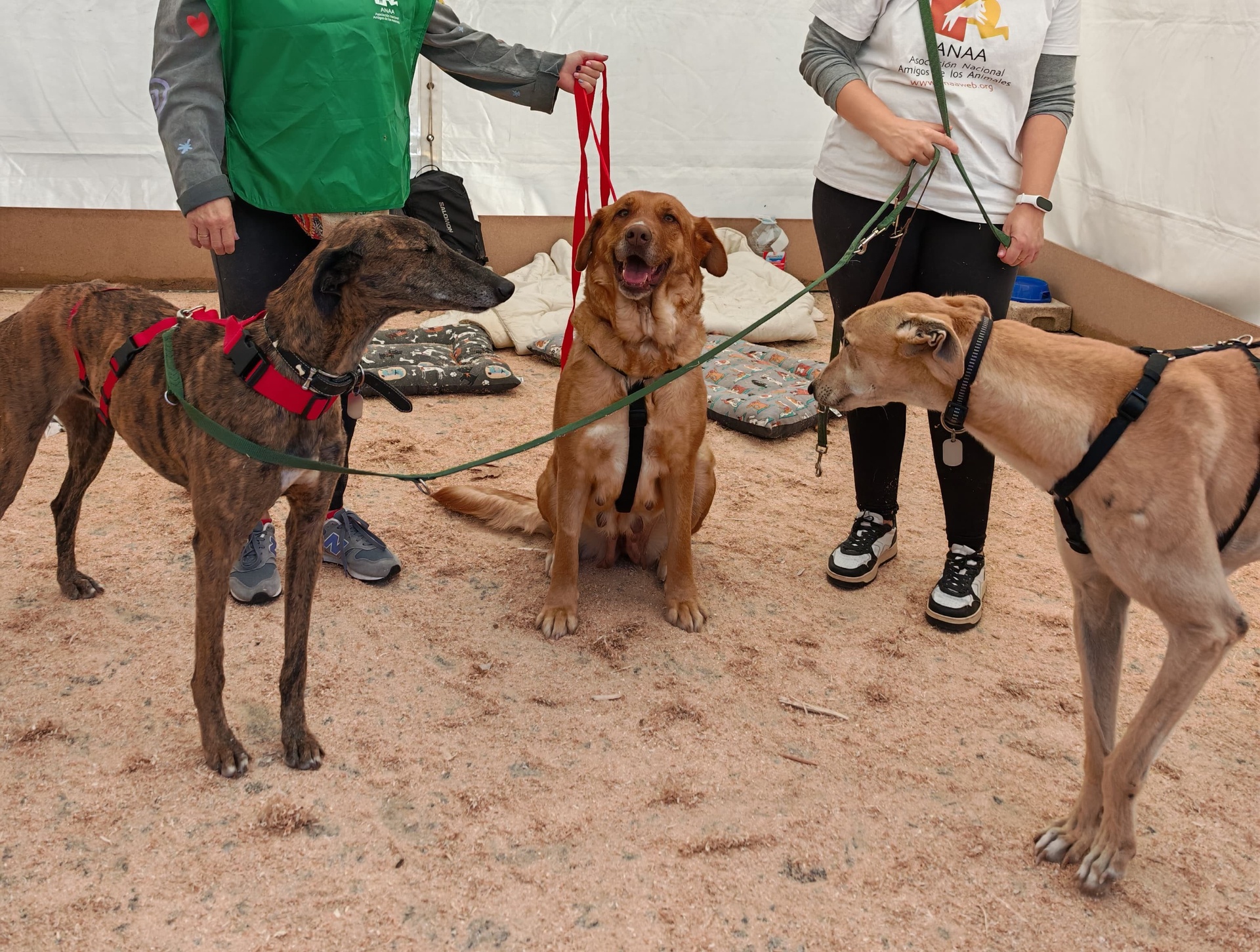 RODOLFO JUMILLA - Imagen 15