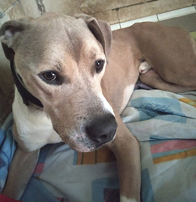 BULO - Imagen 1