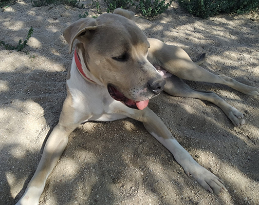 BULO - Imagen 3