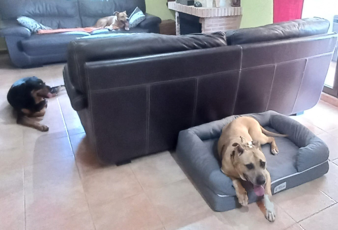BOSS - Imagen 1
