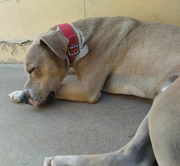 BULO