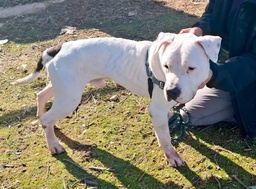 Imagen de A25.118