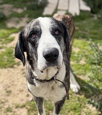 MIRADA