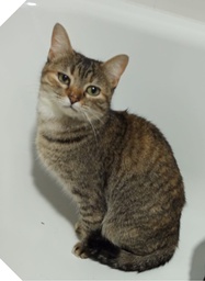 BENGALA