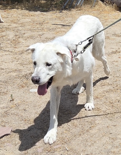 CASPER