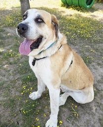 TRAIL