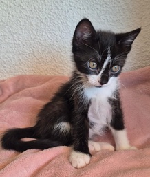 GATILDA