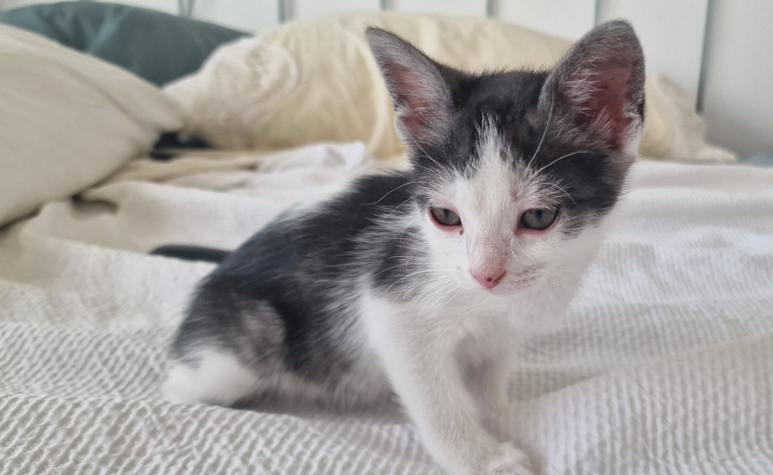 NALA