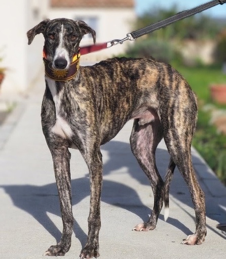 TRUCO CACERES