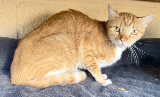 CARAMELO FELINAE
