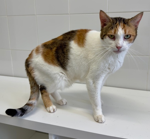 BELL FELINAE